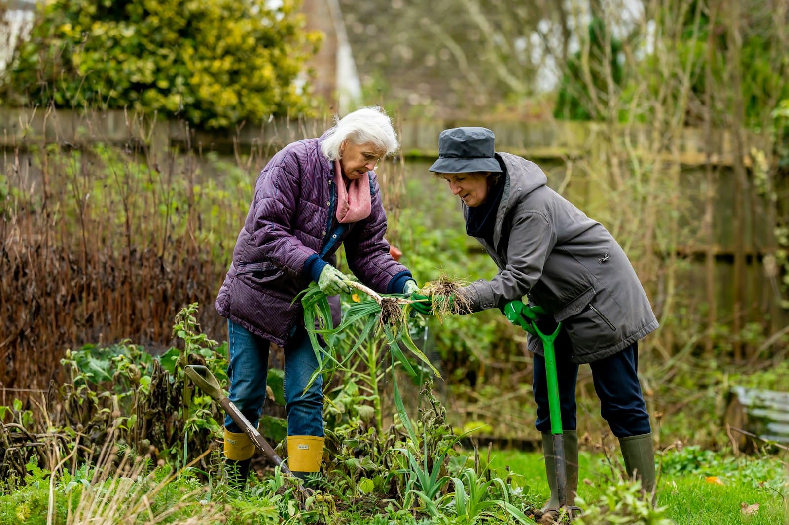Two women in their sixties gardening together